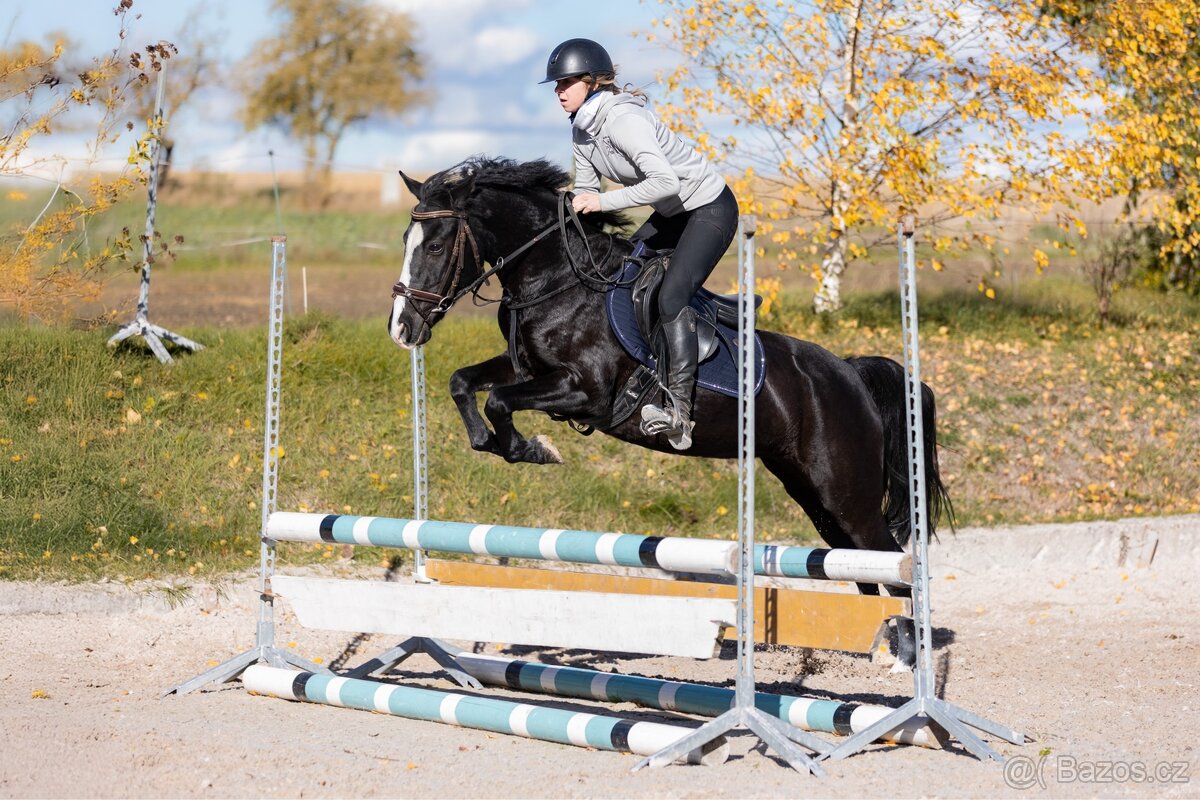 pony klisna do sportu - 9