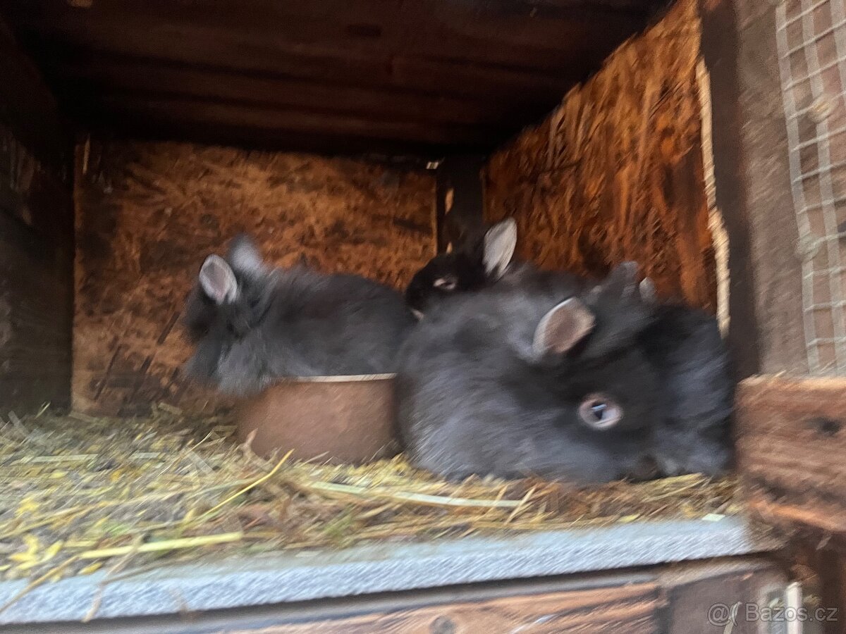 Zakrslý králíčci - 9