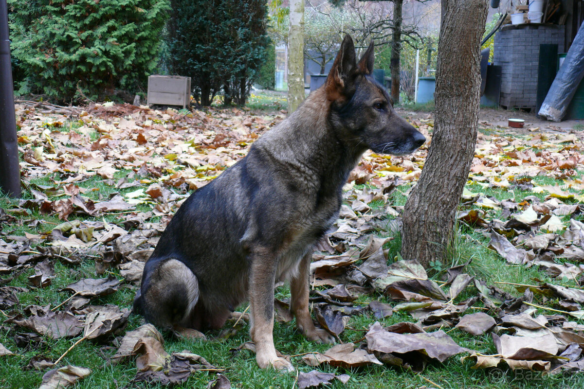 Štěňata německého ovčáka s PP - 9