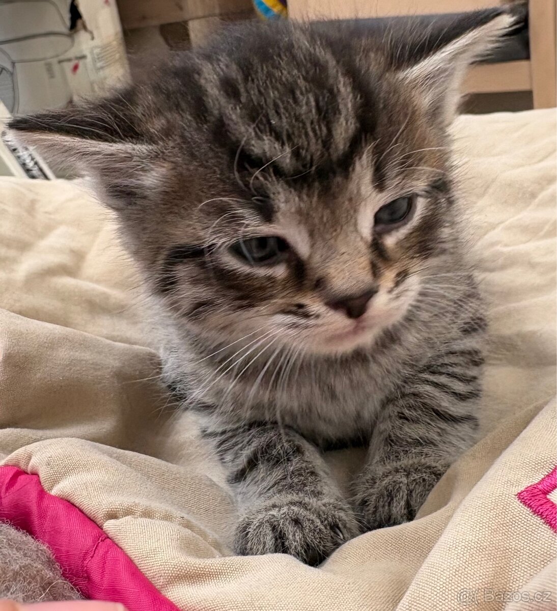 Bengálská/britská koťata - 9