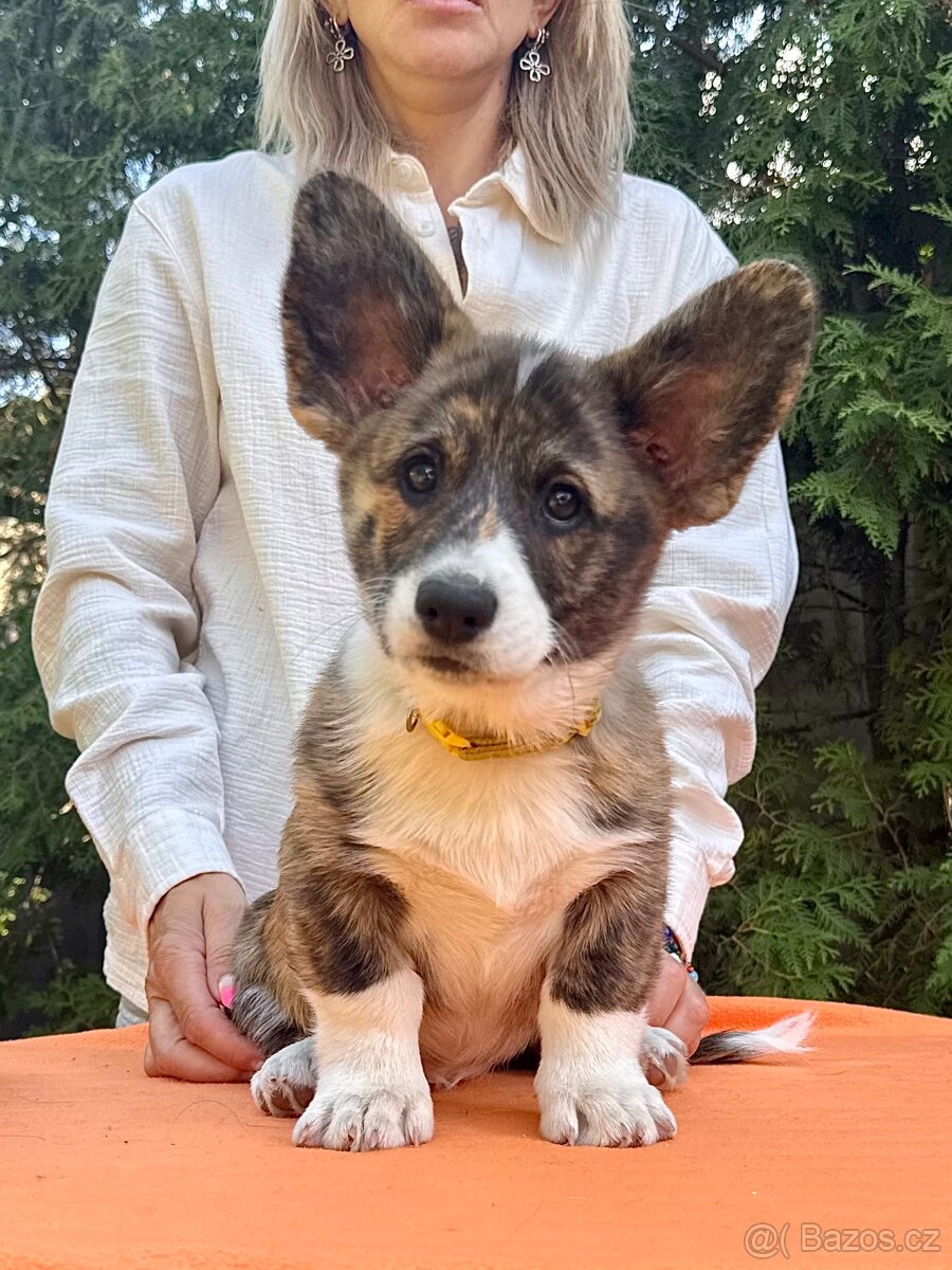 Welsh corgi cardigan s PP. - 9