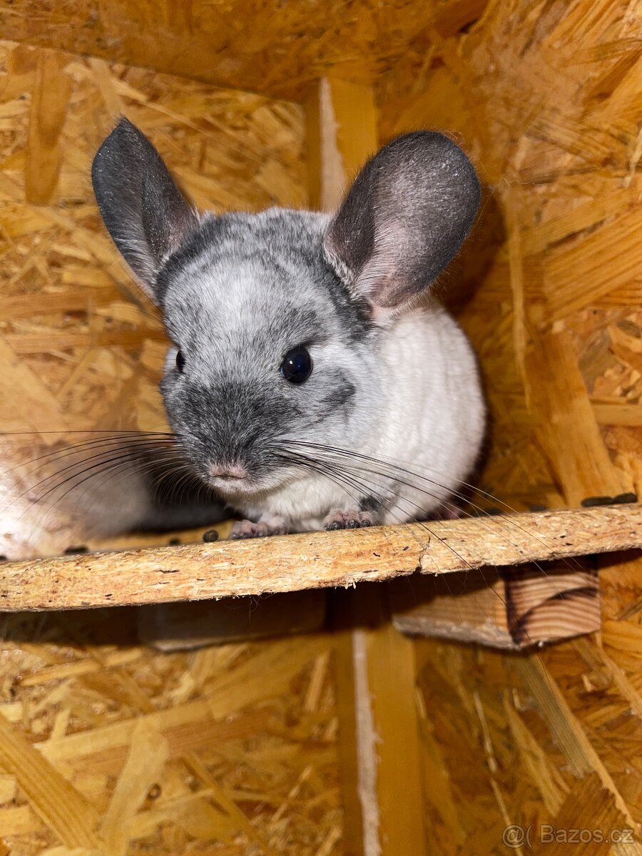 Prodám voliéru pro činčily + dvě činčily (bratři, 3 roky) - 9