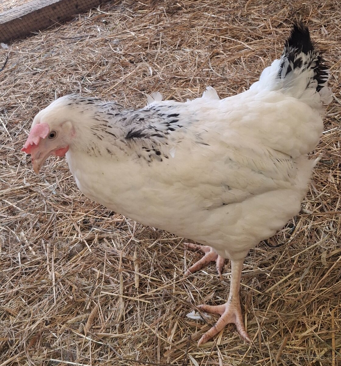 Kurice, slepice, nosnice - 9