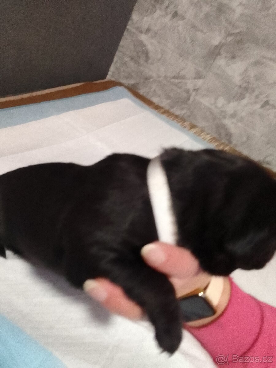 Štěňata - 9