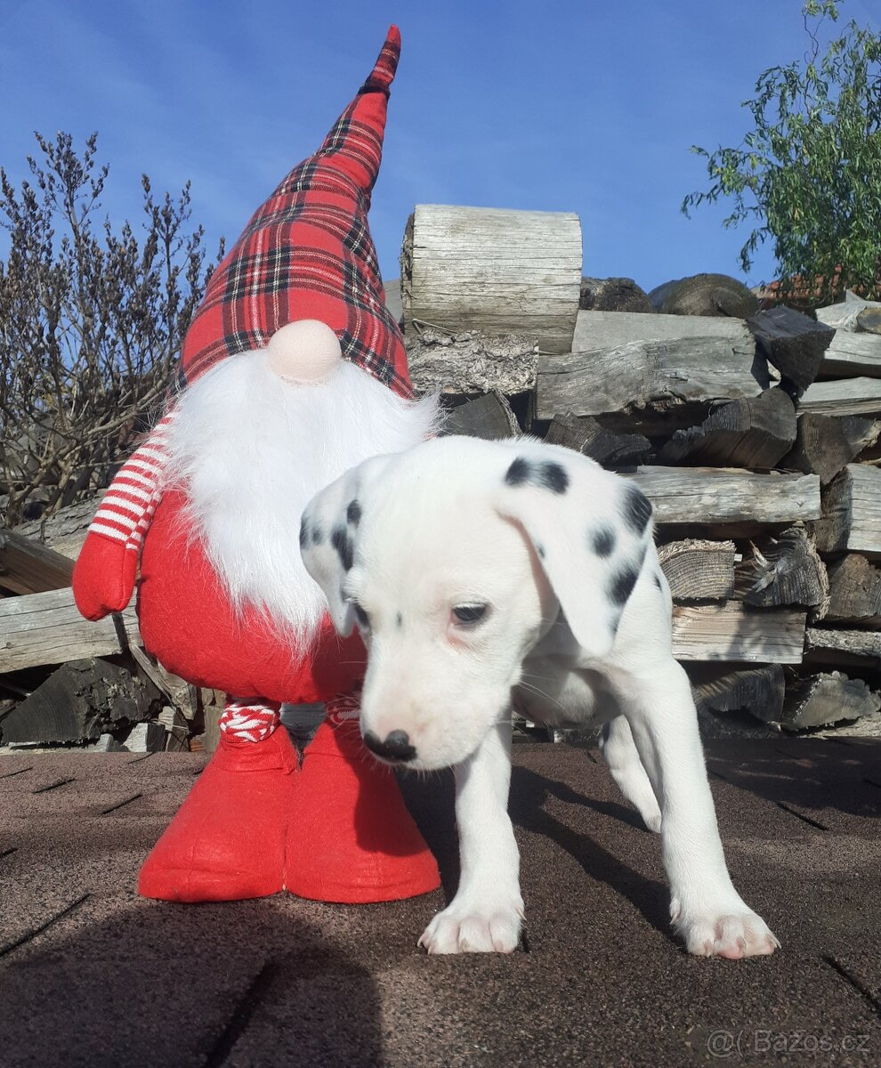 Dalmatin již k odběru - 9