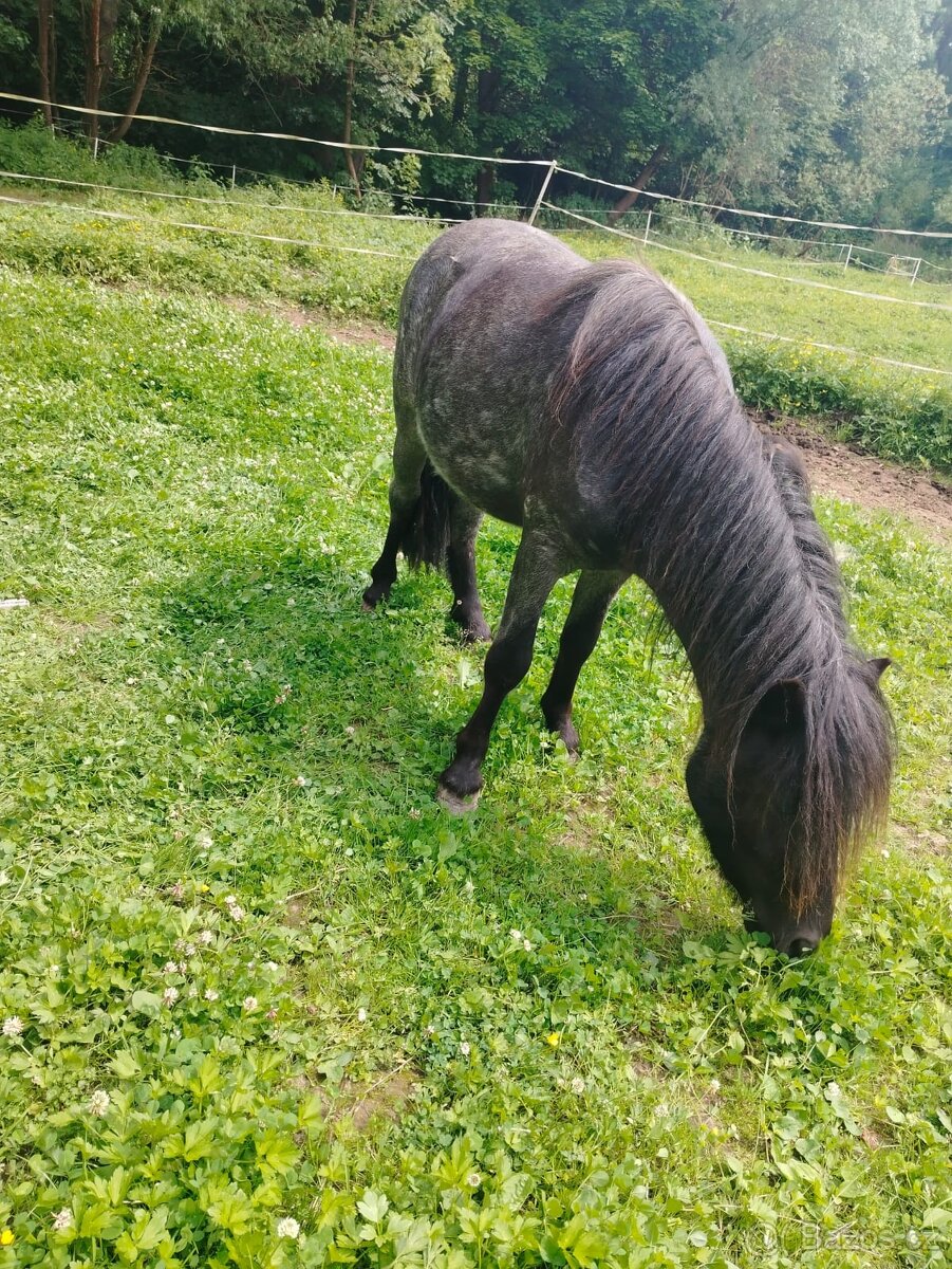 Prodám Shetlandskeho poníka s pp - 9