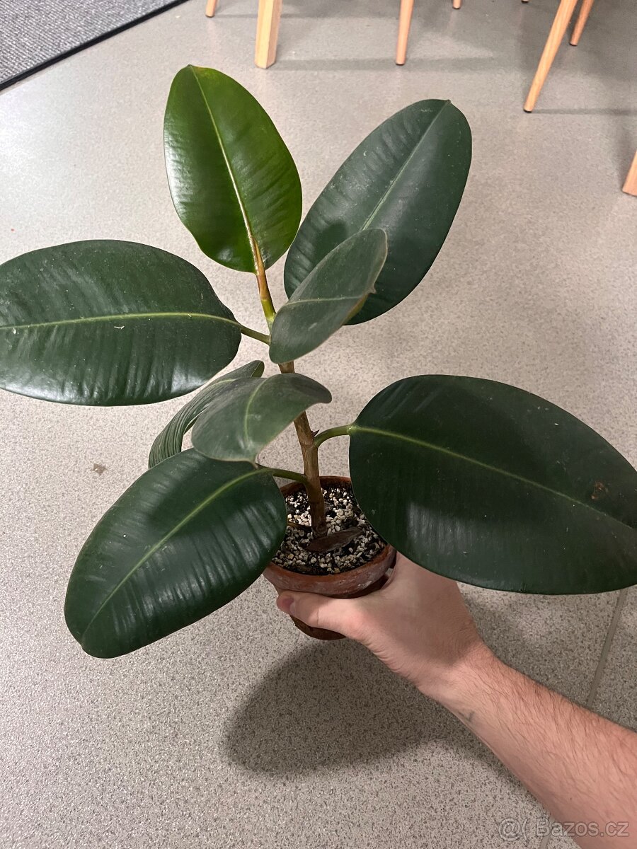 Pokojové rostliny - 9