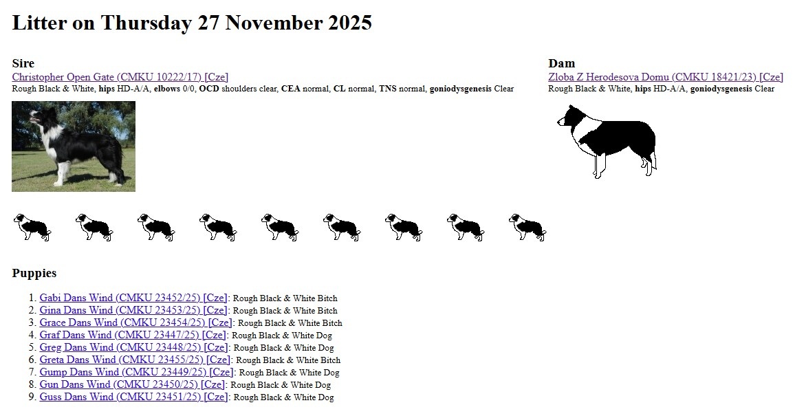 Štěňata border kolie s PP - již k odběru - 9