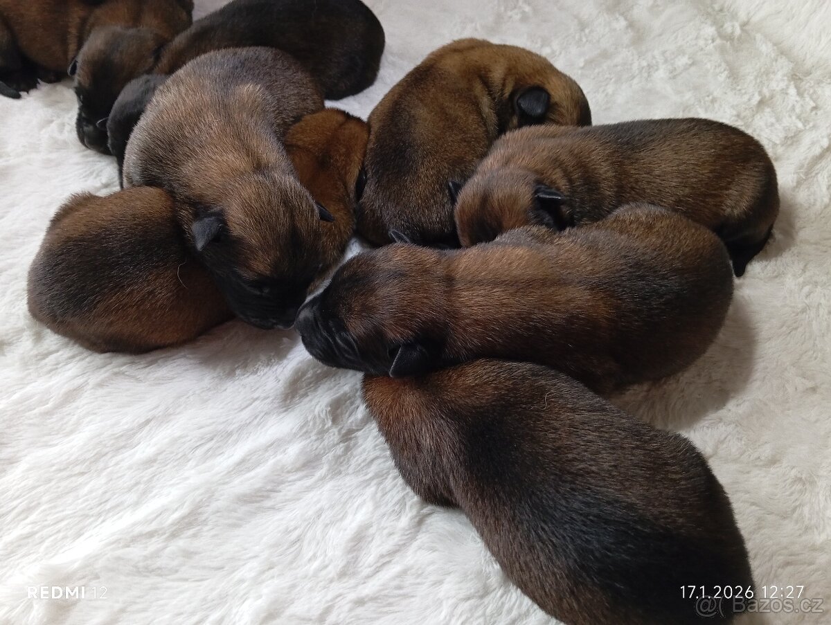 Belgický ovčák Malinois s PP - 9