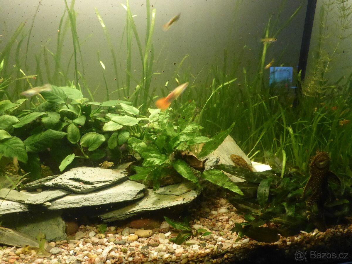 Akvarijni rostlinky - Vallisneria... - 9