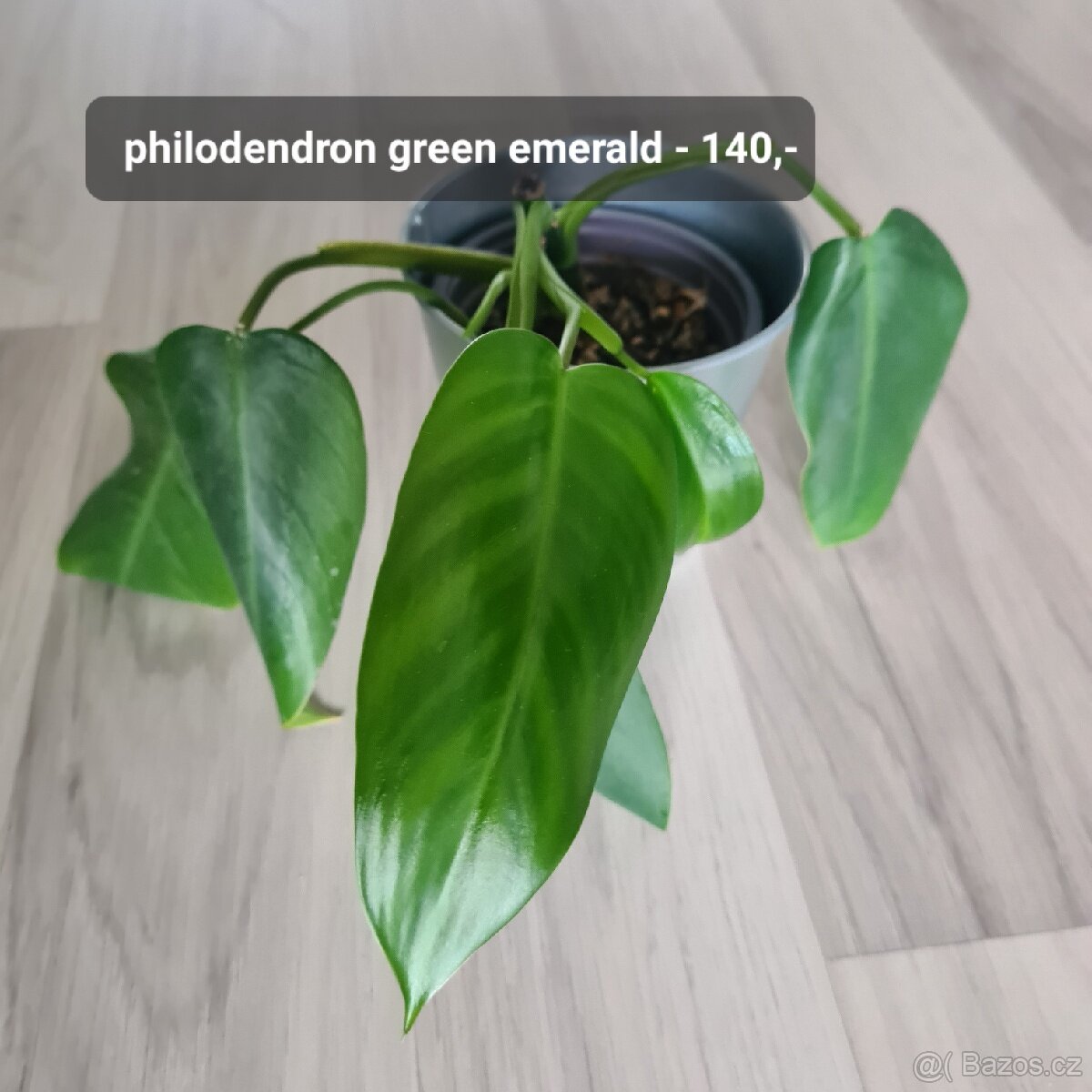 Pokojovky / pokojove rostliny - 9