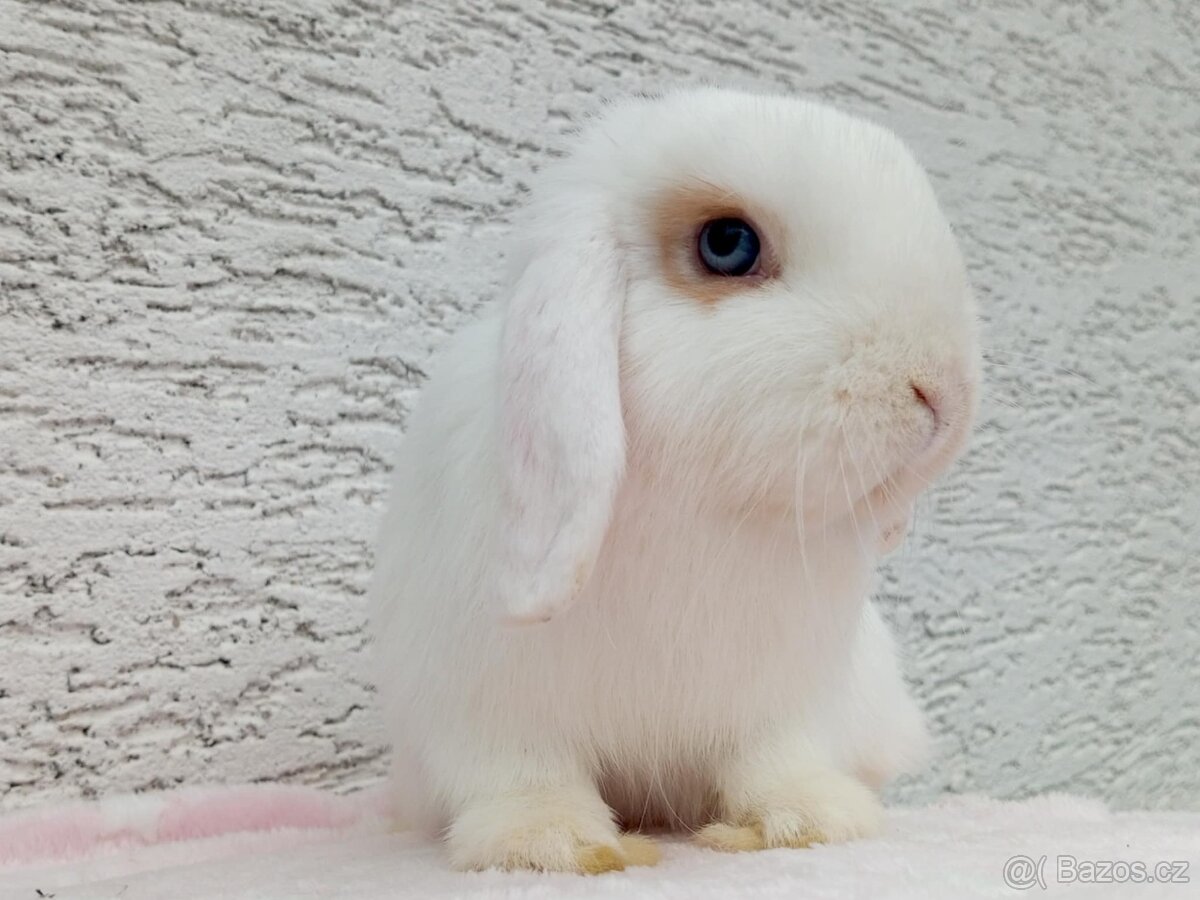 Volná samička - Anglický Zakrslý Beránek MiniLop🍑 - 9