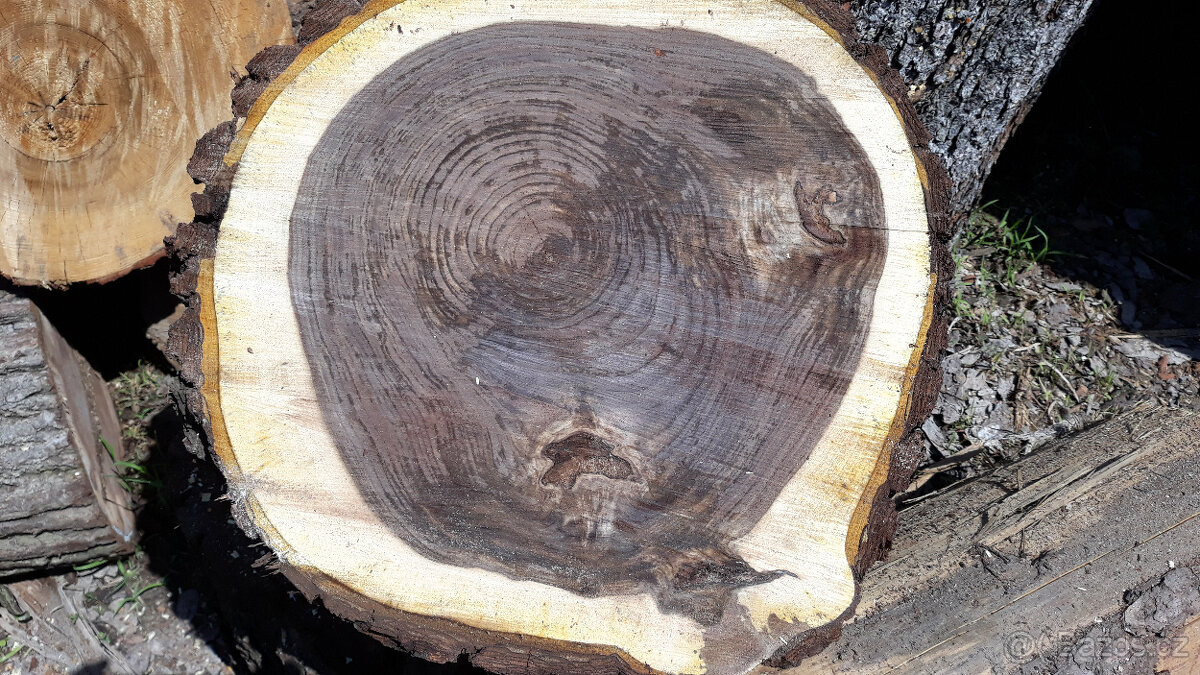 Ořech černý sazenice."Orech čierny - Kotora" - 9