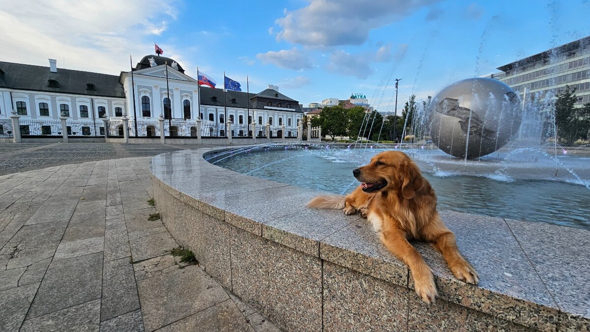 Krytí - zlatý retrivr - 9