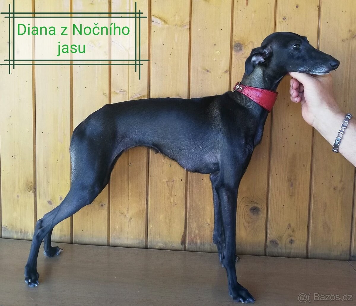 Italský chrtík s PP FCI - 9