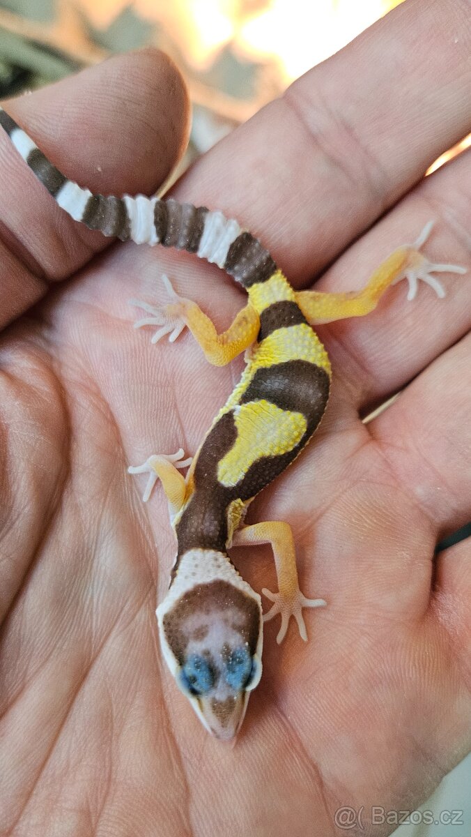 Gekoncik noční - samice 800 fotky na ubrousku - 9