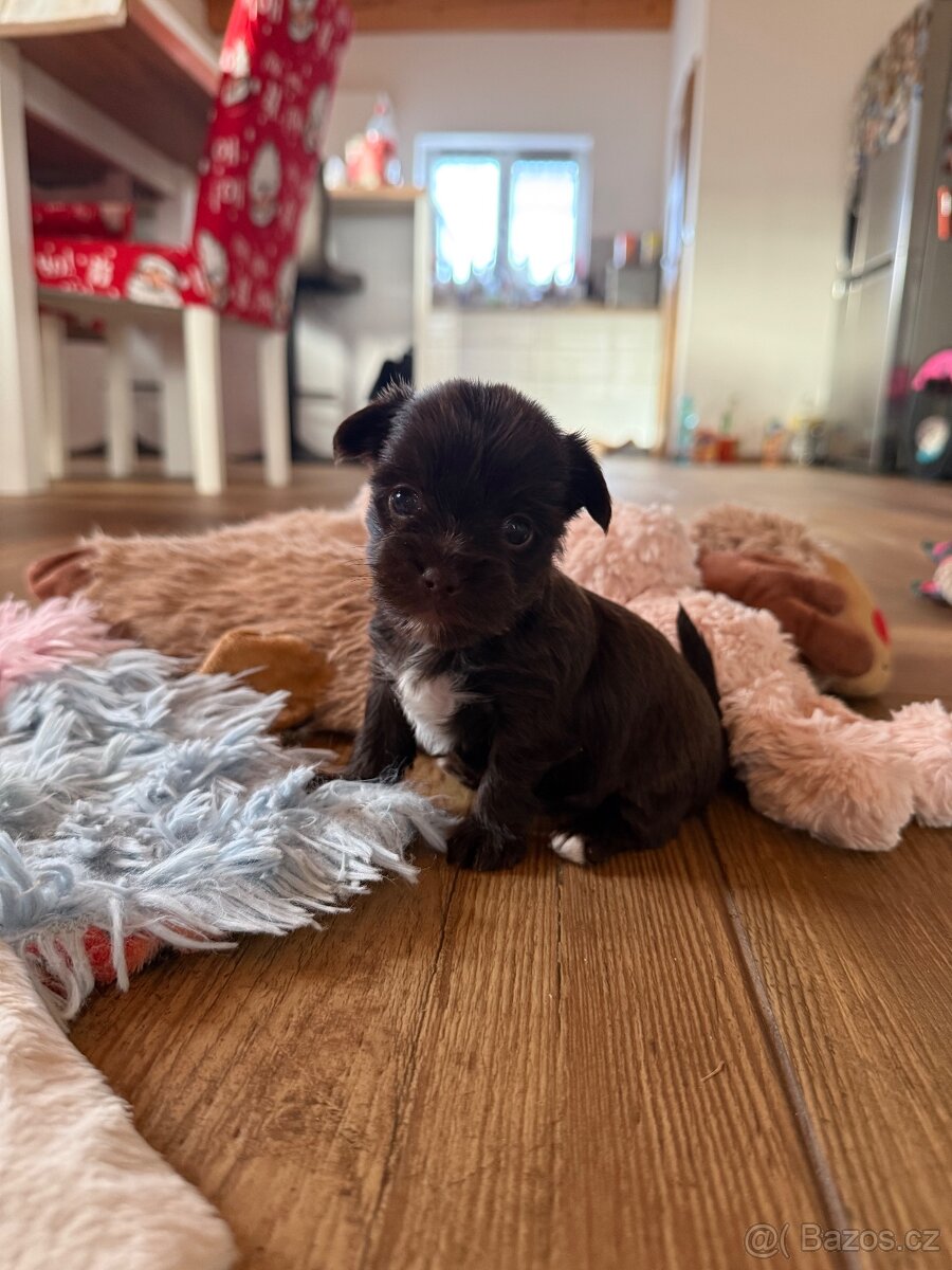 Jorkšírsky teriér s PP Fenka a Pejsek - 9