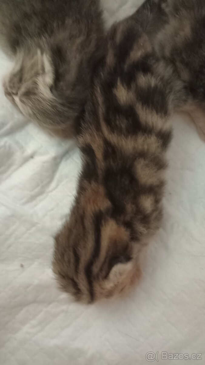 Britská kočička whiskas s PP - 9