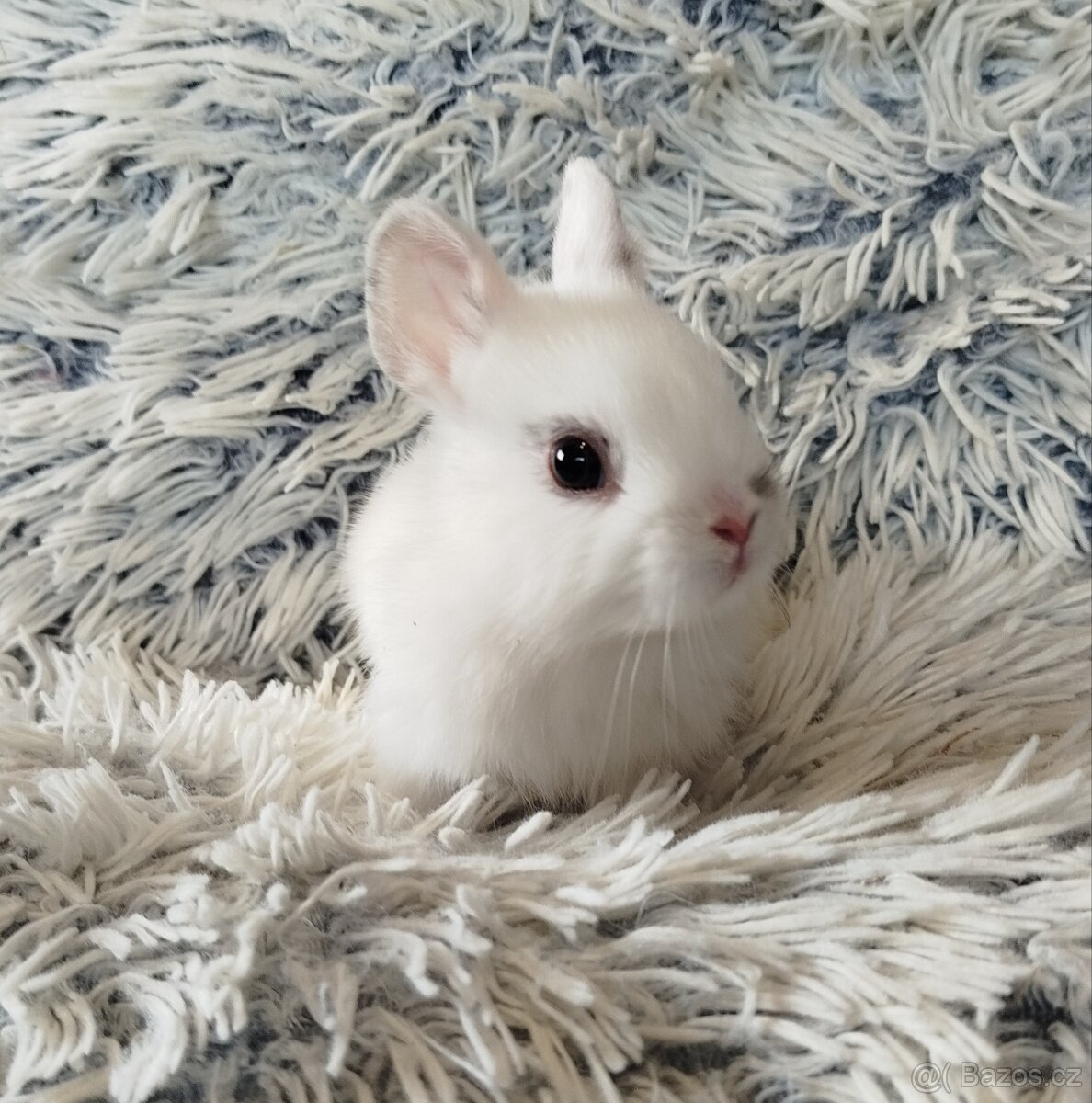 Zakrslý králík - 9