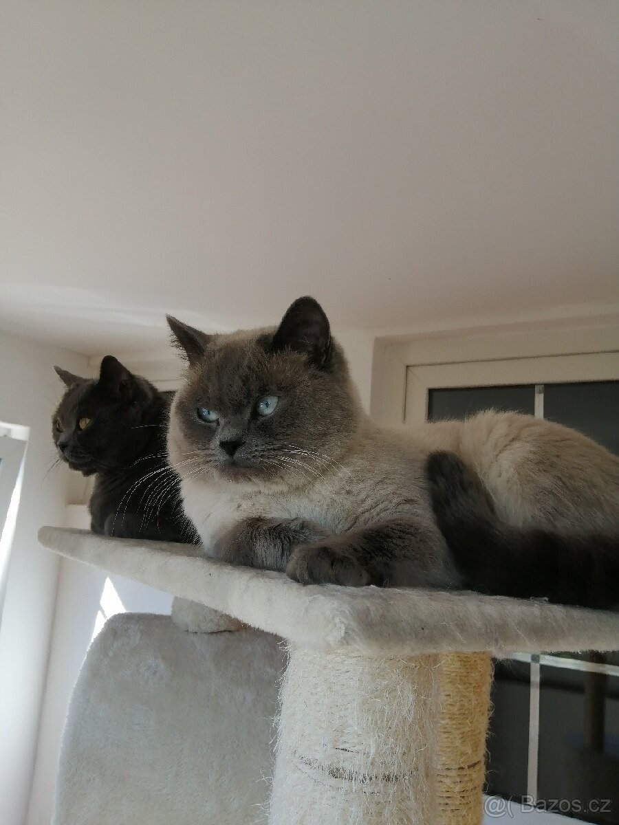 Krytí britský colorpoint - PRAHA ZÁPAD U LETIŠTĚ RUZYNĚ - 9