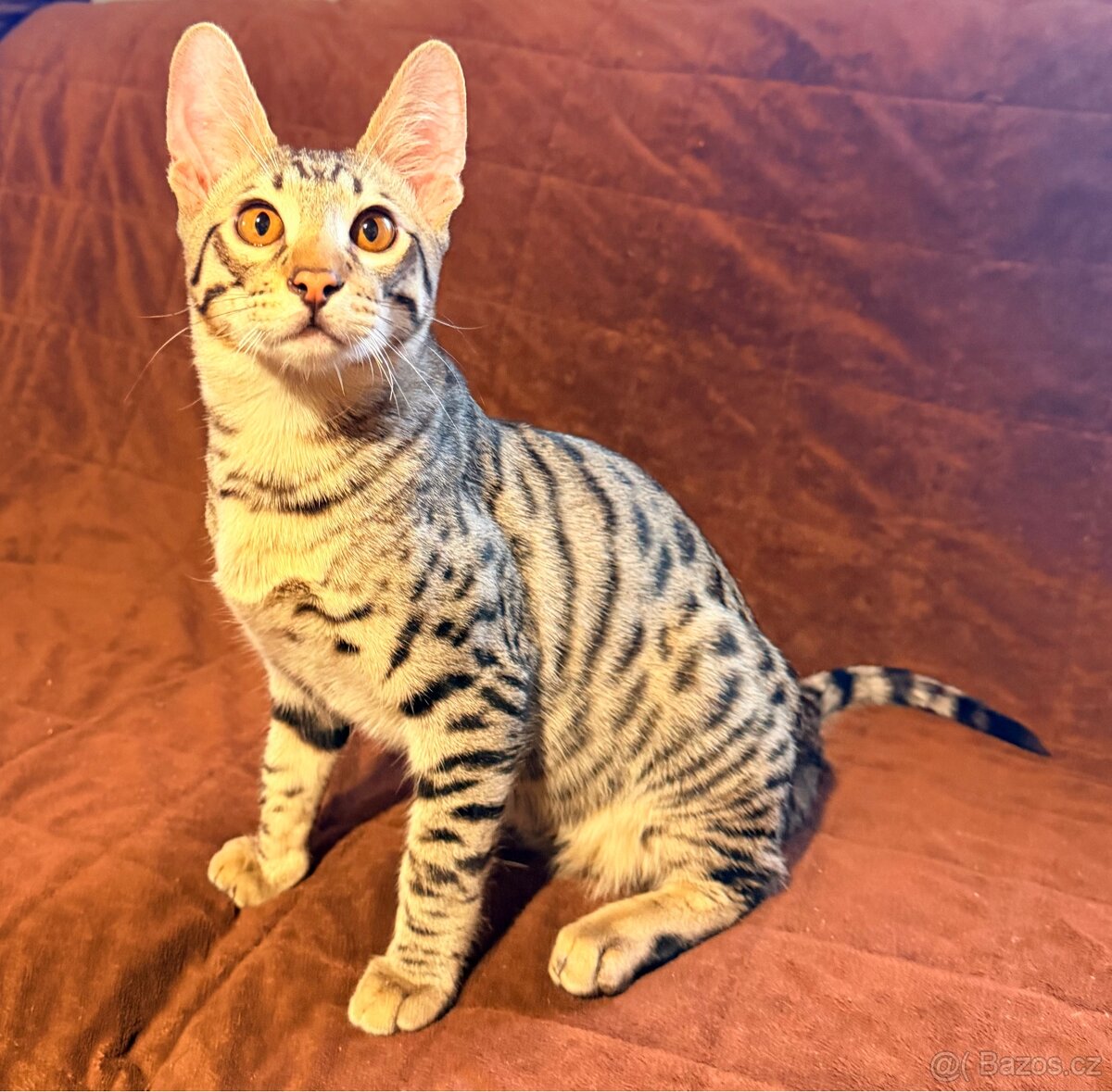 Savannah F6SBT s PP - 9