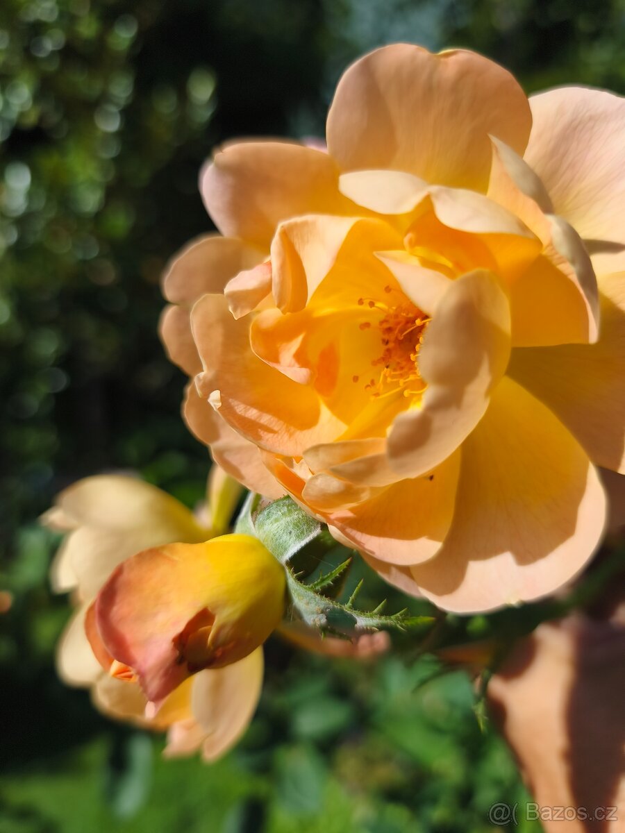 Exotické stále zelené keře - 9