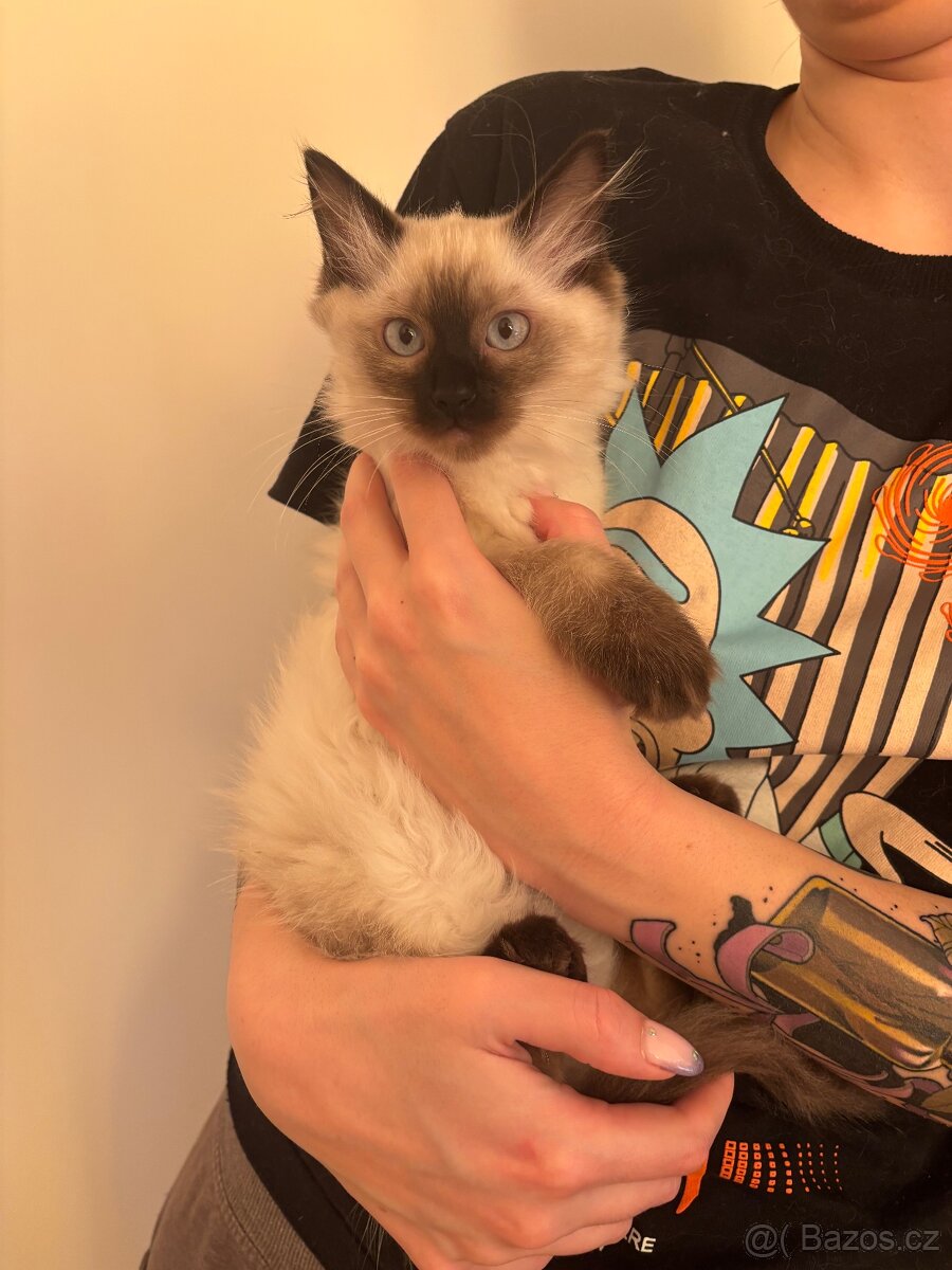 Koťátka Ragdoll - 9