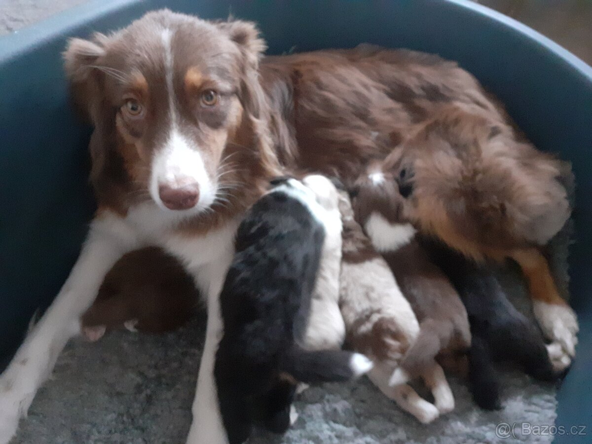 Chvs nabízí štěňátka australských ovčáků s PP - 9