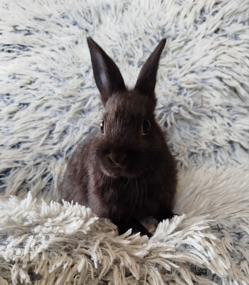 Zakrslý králík - 9