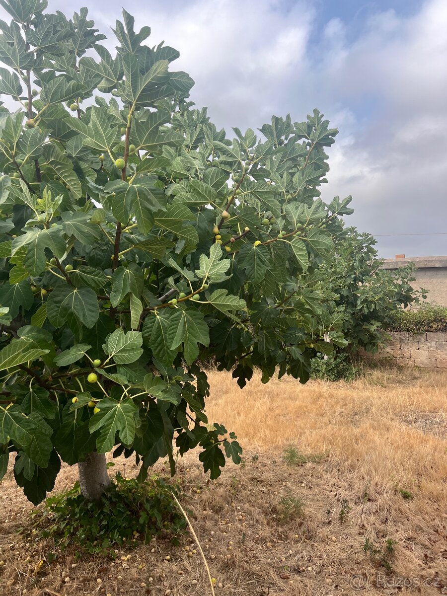 Pozemek 1100m2 500m od pláže🇮🇹 - 9