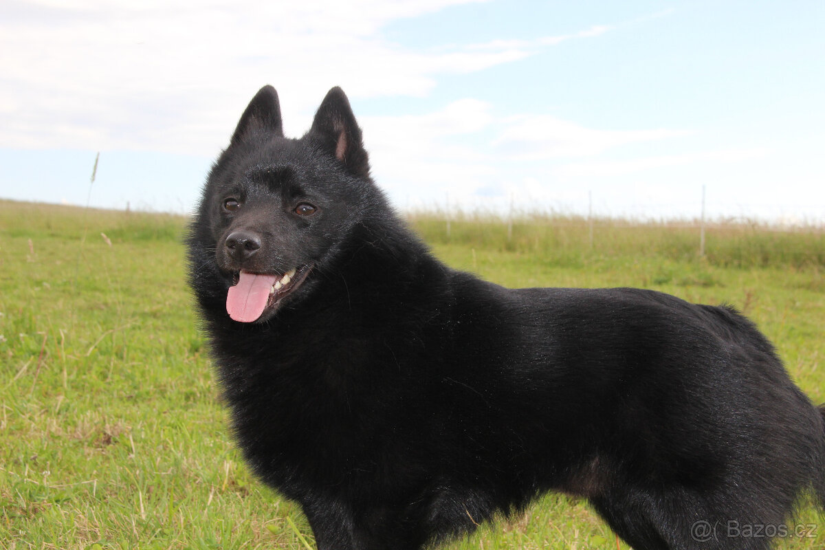 Šiperka s PP- nabízím krytí plnochrupým zdravým psem - 9