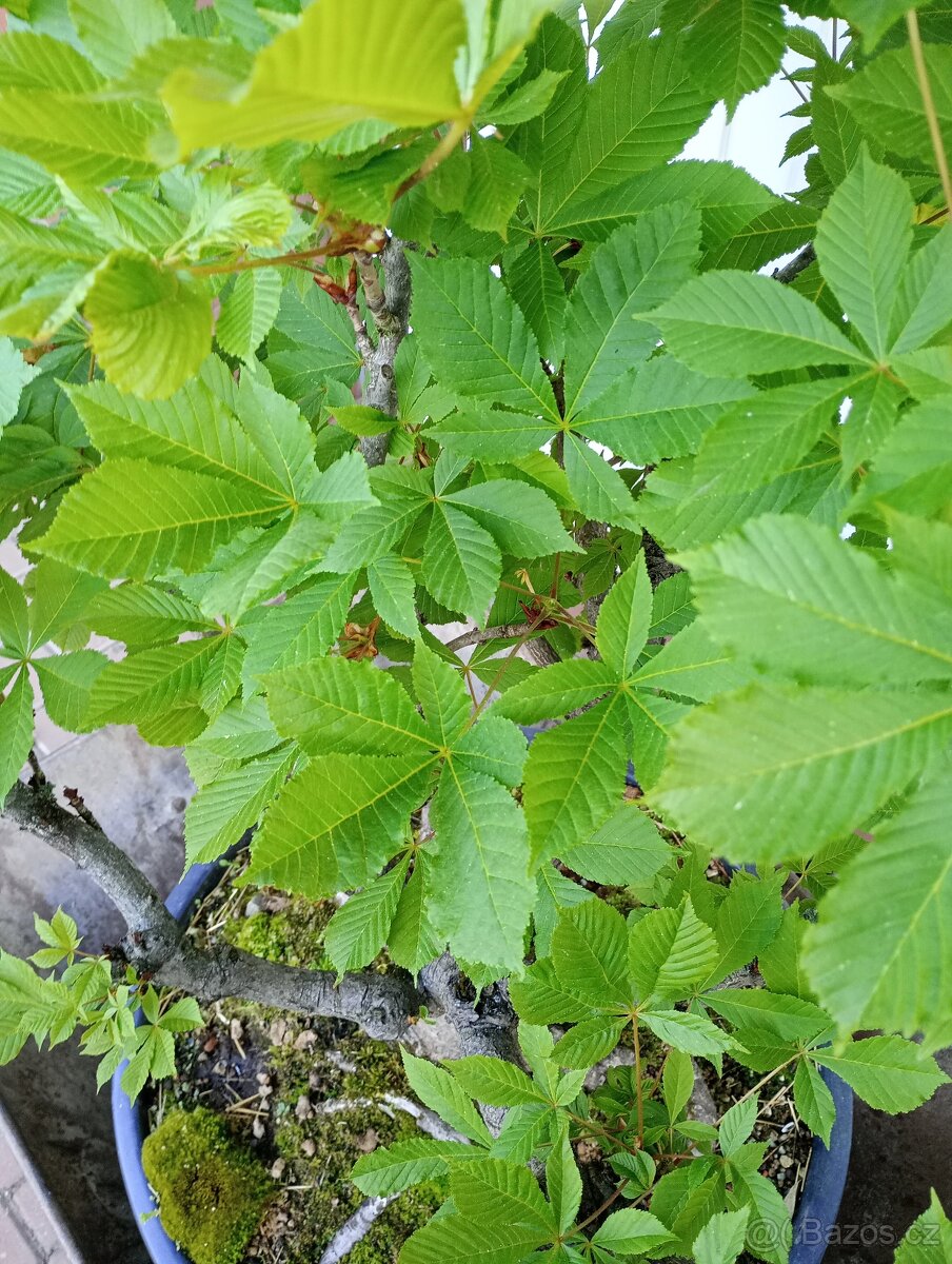 Jírovec maďal (kaštan) bonsai - 9