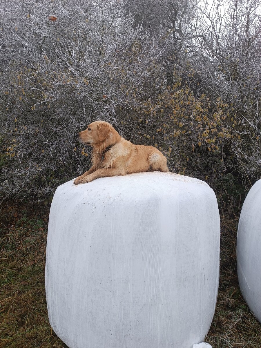 Krytí - zlatý retrívr - 9