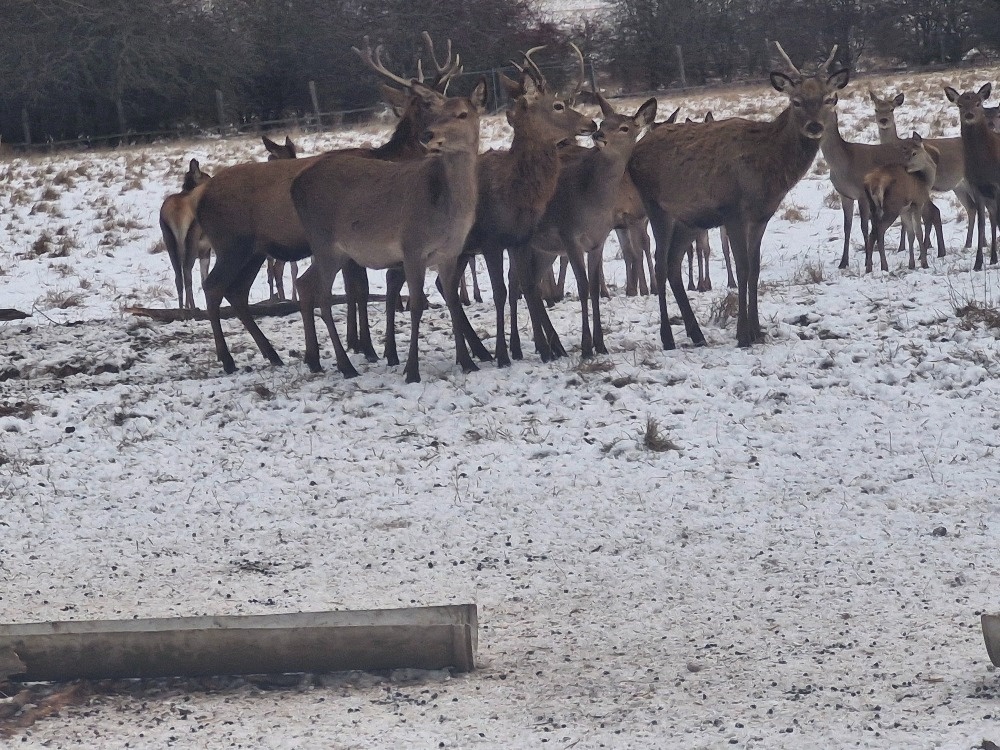 Hospodářská zvířata - 9