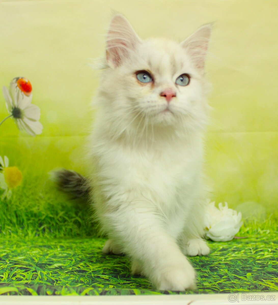 Sibiřská kočka - Neva Masqerade - 9