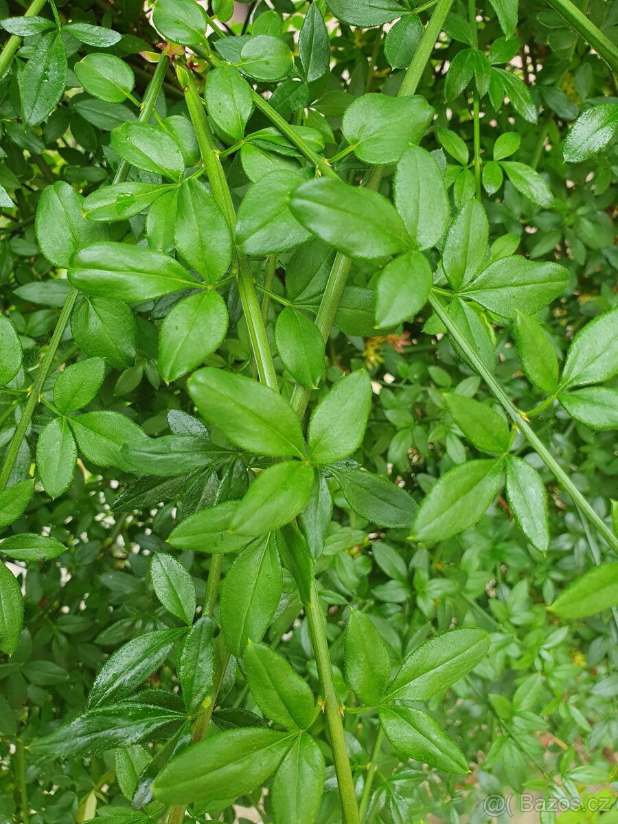 Motýlí keř, komule Davidova - 9