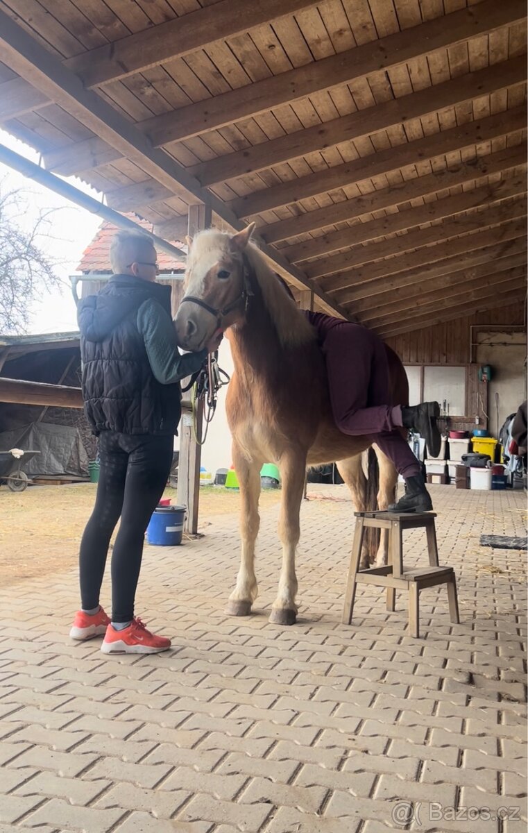 Kvalitní klisnicka hafling - 9