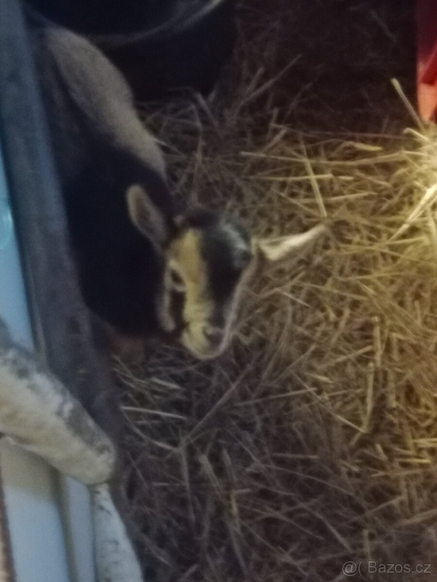 Kamerunská kůzlata - 9