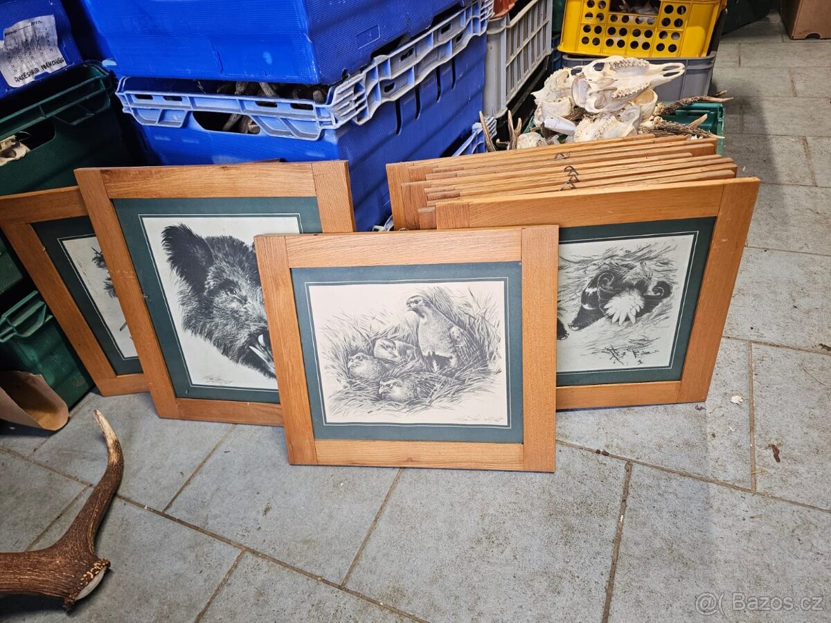 Paroží,trofeje,shozy,obrazy - 9