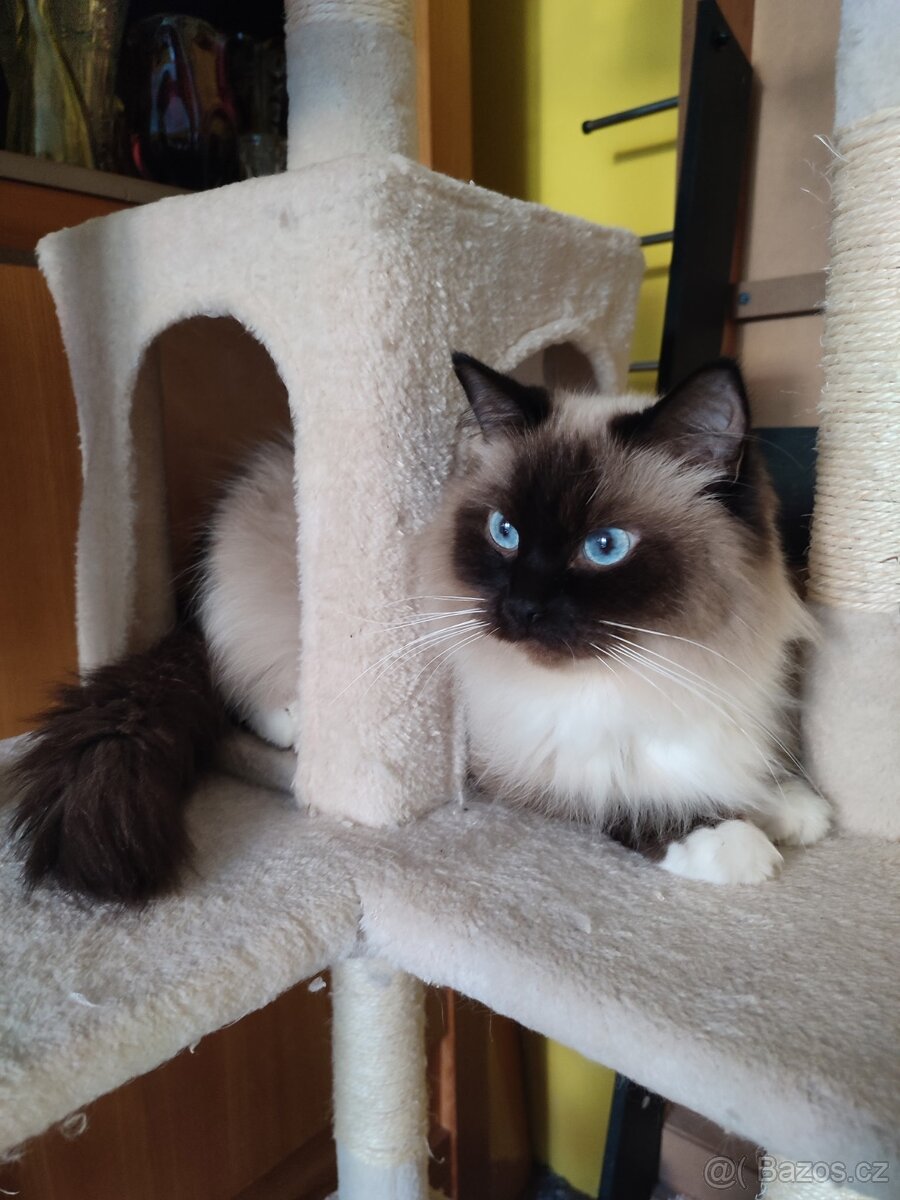 Ragdoll koťátka - 9
