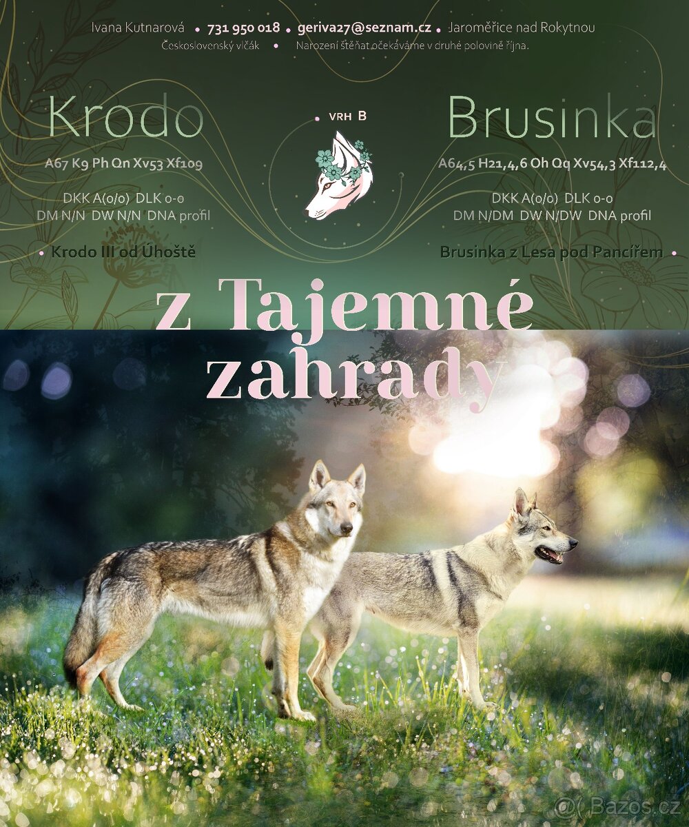 Československý vlčák, štěňata z Tajemné zahrady - 9