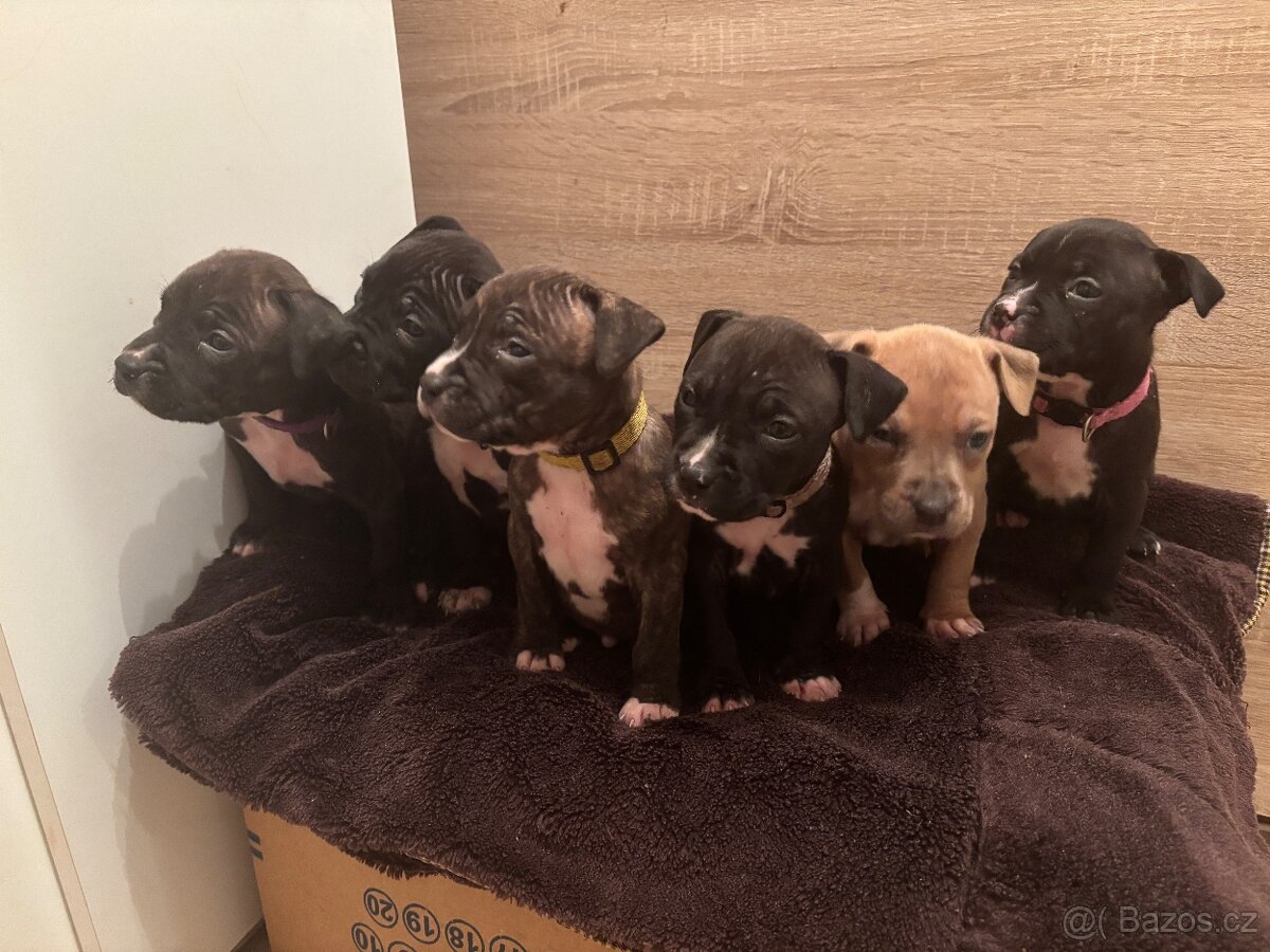 Americký stafordsirsky terier, Stafford, amstaf - 9