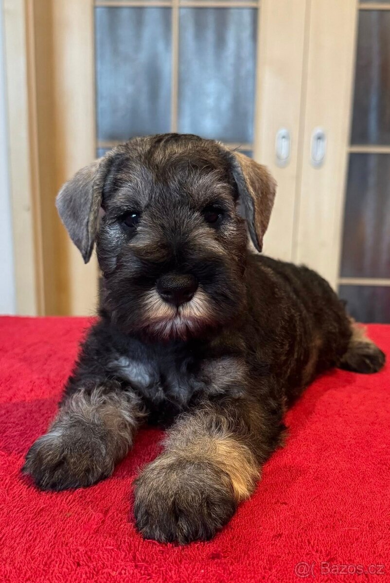 Knírač malý pepř a sůl - 9