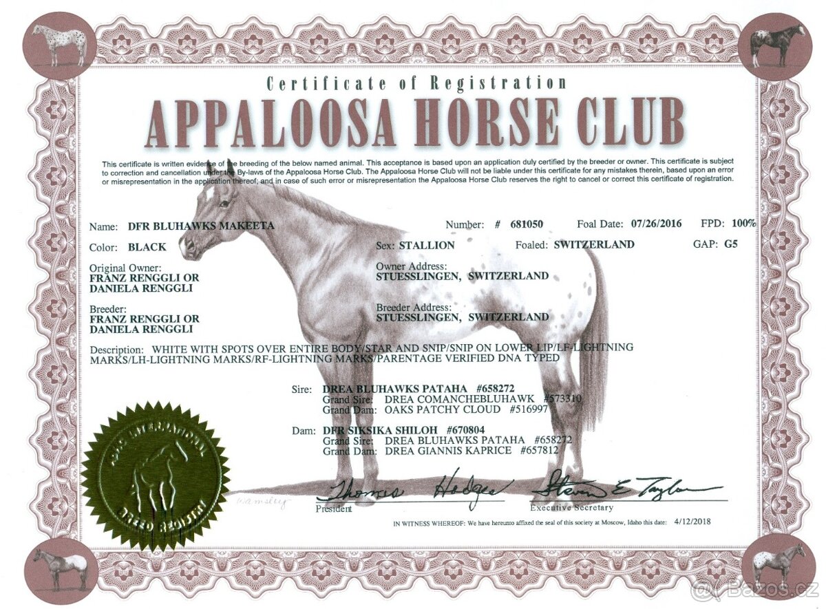 Appaloosa hřebec - připouštění - 9