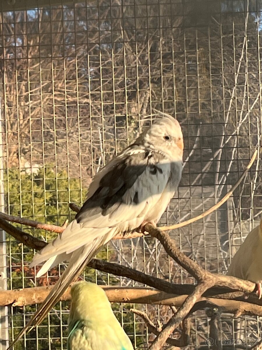 Prodám samce korely bělohlavé - 9