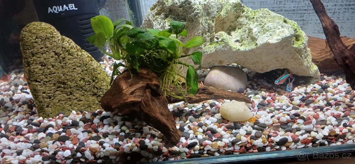 Zařízené akvárium - 9