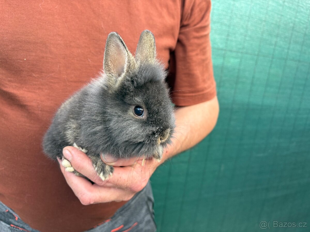 🐰🐰zakrslý králík 1x samec 1x samička - 9