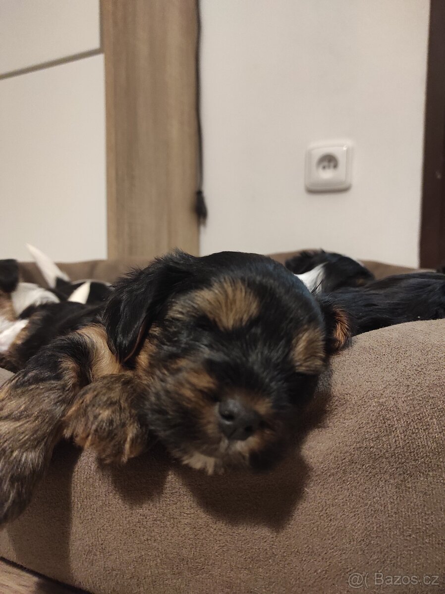 jorksirsky terier - 9