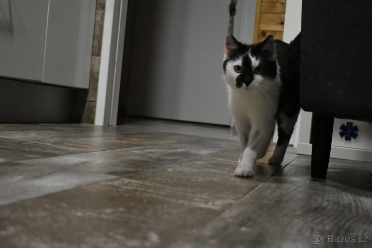 Kočička Gizy - 9