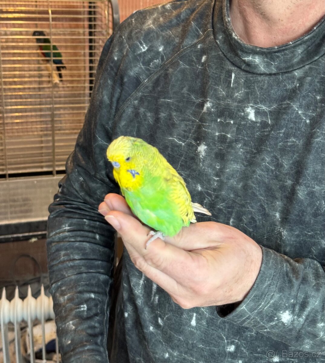 Andulky krotké, ochočené - 9